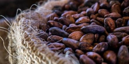El precio del cacao cayó a $ 5.621 por tonelada