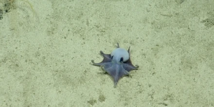 Descubren en Galápagos una nueva especie de pulpo azul de aguas profundas