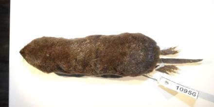 Investigadores descubrieron especie de musaraña en Zamora Chinchipe