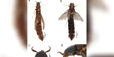 Registran por primera vez en Ecuador un escarabajo que perfora madera y cultiva hongos