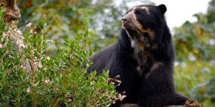 El MAE investiga la muerte de un oso de anteojos en Morona Santiago
