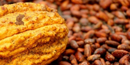 Precio del cacao supera los USD 6.000 por tonelada
