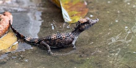 Sucumbíos: 14 animales silvestres fueron liberados en la Reserva Limoncocha