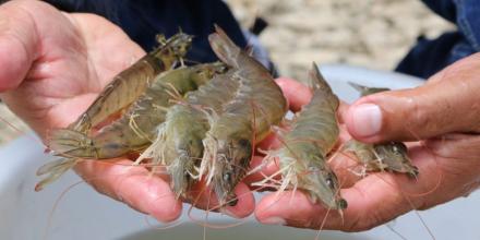 Ecuador multiplica por diez su industria camaronera y consolida liderazgo mundial