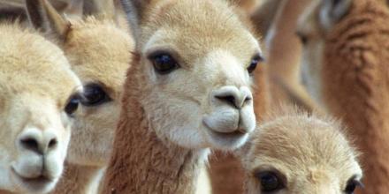 Perú comenzó censo nacional para fortalecer la conservación de vicuñas