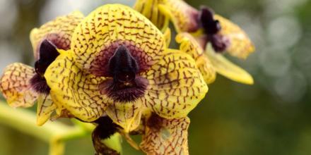 Ecuador sumó 78 nuevas especies científicas en 2025