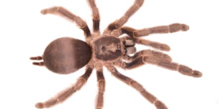 2 nuevas especies de tarántulas fueron identificadas en Orellana y Azuay