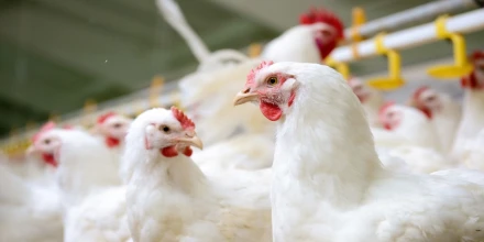 Ecuador quiere llevar su pollo a China 