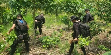 Narcotráfico y cultivos ilícitos intensifican el daño ambiental en la Amazonía