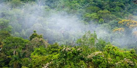 Descubren nueva especie de árbol en cordillera amazónica fronteriza entre Ecuador y Perú