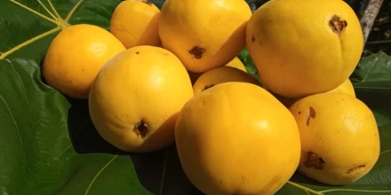 Arazá: qué es, para qué sirve y por qué esta fruta amazónica de Colombia es un tesoro de la biodiversidad