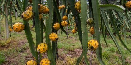 Productos amazónicos ganan impulso en EE.UU. tras decisión de la Casa Blanca