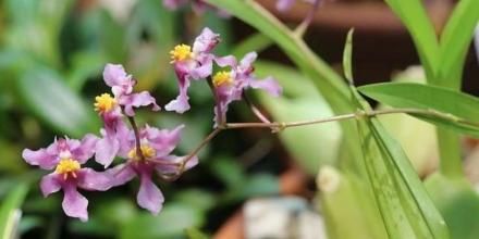 Nuevas orquídeas descubiertas evidencian la alta fragilidad de los ecosistemas ecuatorianos