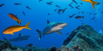 Galápagos, entre las áreas de mayor cantidad de tiburones del planeta