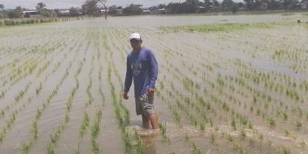 MAGP abre registro para compra directa de arroz a pequeños y medianos productores