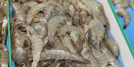 Camarón desplazará al petróleo como principal exportación de Ecuador