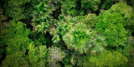 Perú: Gobierno articula acciones para frenar la deforestación en la Amazonía