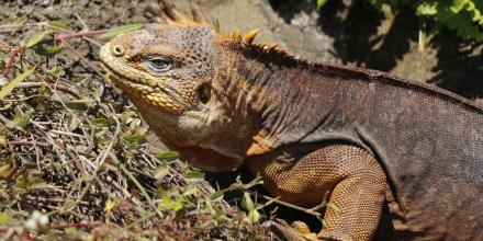 1.500 iguanas terrestres fueron reintroducidas a la Isla Santiago