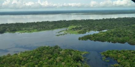 Reconocen dos áreas claves para la conservación de rayas en la Amazonía colombiana