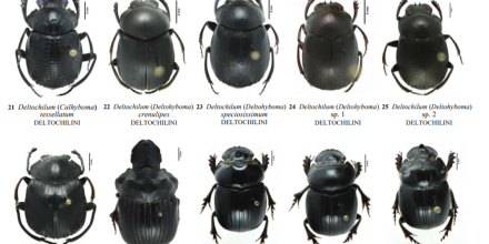 Reserva de Biosfera Sumaco concentra 62 especies de escarabajos coprófagos