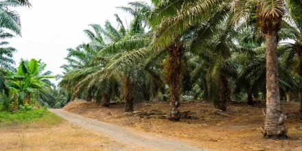 Producción de aceite de palma en Ecuador se encamina a uno de sus mejores años