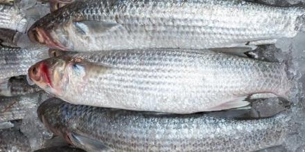 Hallazgo científico alerta sobre parásito en la lisa, pescado popular en Ecuador