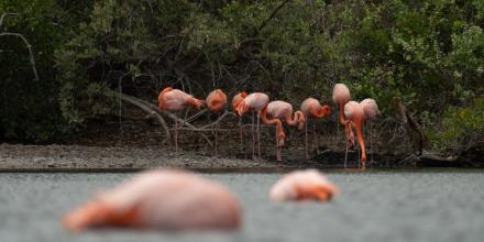 Censo anual confirma estabilidad de la población de flamingos en Galápagos