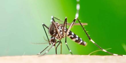 Ecuador registra cinco casos importados de Chikungunya desde Cuba