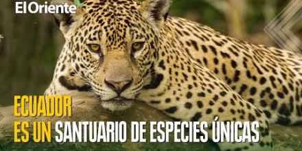 Día mundial de la Tierra: la importancia del medio ambiente en Ecuador