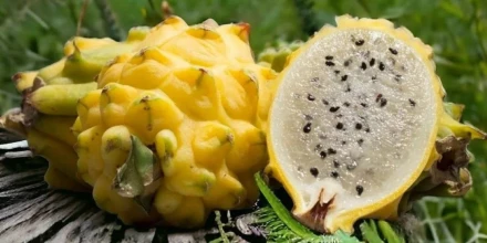 Acuerdo con Corea del Sur abre oportunidades para nuevos productos ecuatorianos