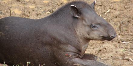 Estudio sobre la conservación del tapir de montaña fue presentado en EE.UU.