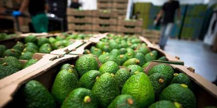 Ecuador exportó por primera vez aguacate hass orgánico a Rusia