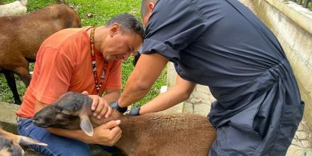 Productores de Napo recibieron servicios veterinarios gratuitos