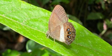 Describen una nueva especie de mariposa en Yasuní
