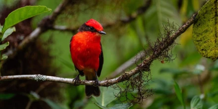 Aumenta la reproducción del pájaro brujo en Galápagos durante 2026