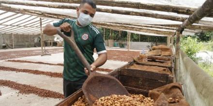 La tonelada de cacao bajó a $ 7.768,50