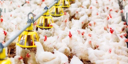 Aranceles entre Ecuador y Colombia elevan costos de la industria avícola