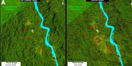 La expansión de pastos impulsa la deforestación en la Amazonía ecuatoriana  