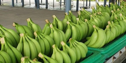 Exportadores solicitan ajustes al toque de queda para evitar impacto en la producción