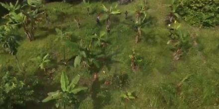 Las Fuerzas Armadas destruyeron plantación de coca en Sucumbíos