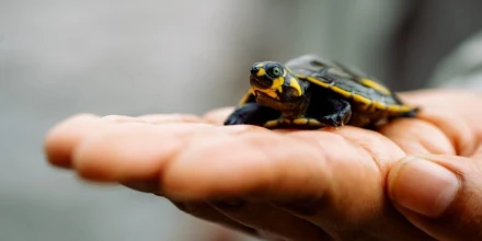 Mujeres siekopai lideran la recuperación de tortugas charapa en la Amazonía ecuatoriana