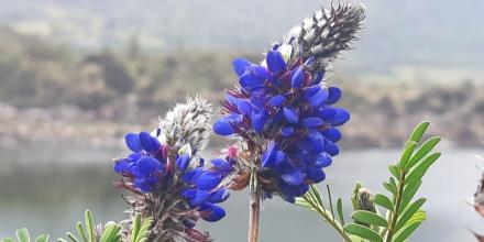 Estudio resalta papel clave de planta andina nativa en conservación de abejas