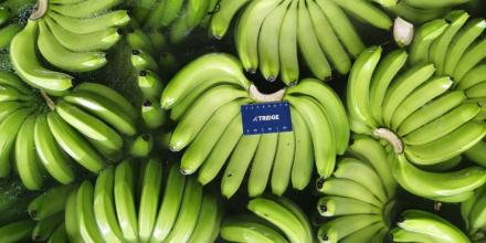 Las exportaciones de banano registraron un repunte en octubre