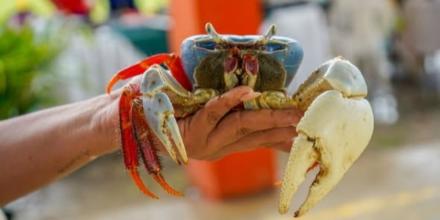La veda del cangrejo rojo y azul será entre el 1 de febrero y el 2 de marzo