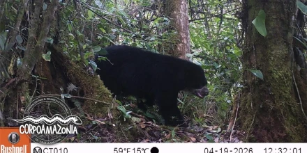 Confirman presencia del oso andino en Putumayo, Colombia