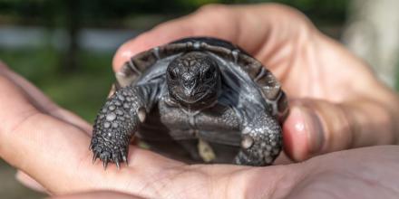 Goliat, tortuga de Galápagos, se convirtió en padre a los 135 años