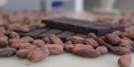 Caída en exportaciones de cacao responde a ajuste de precios internacionales
