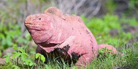 2 crías de iguana rosada fueron halladas en Galápagos
