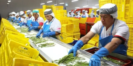 Perú: Agroexportaciones superan los US$ 3.900 millones en el primer cuatrimestre de 2026