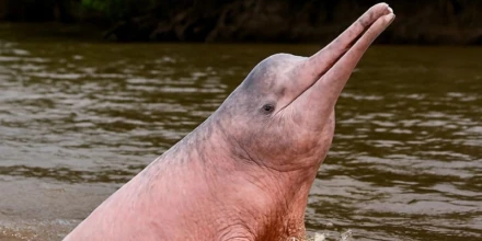 Amazonía de Ecuador alberga apenas 250 delfines de río, alerta investigación